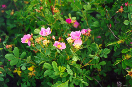 47_196_wood_rose_plant.jpg