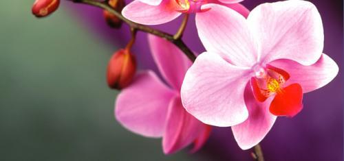 orchid-care-phal_2954.jpg
