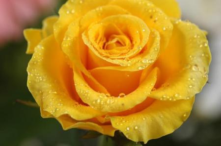 yellow-rose_3654.jpg